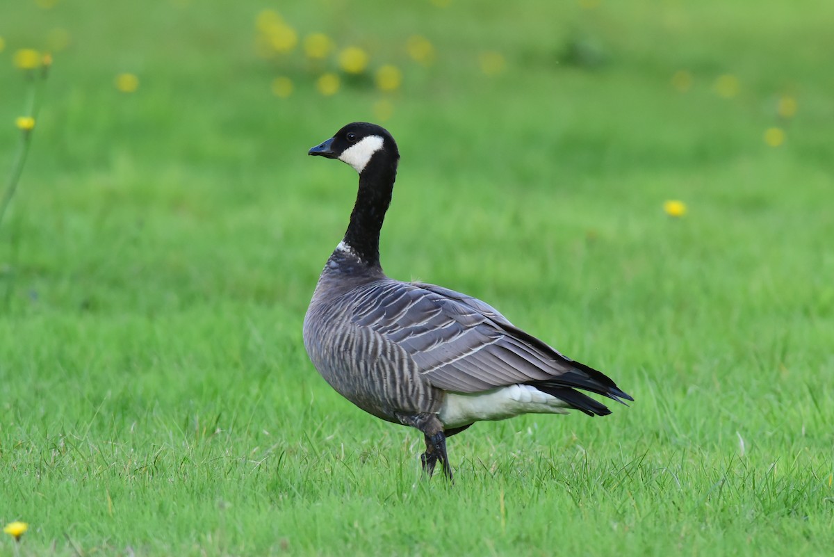 Cackling Goose - Mike Charest