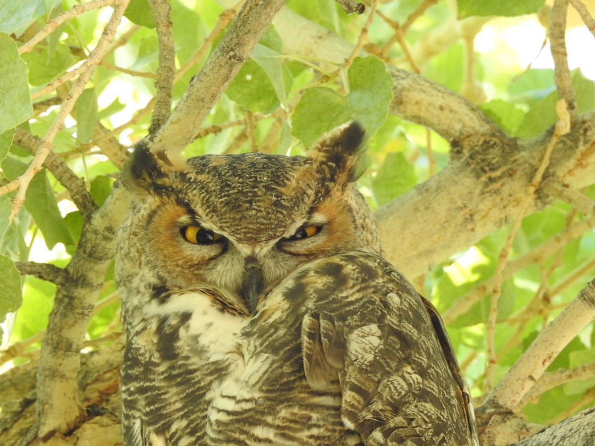 Great Horned Owl - ML71294801