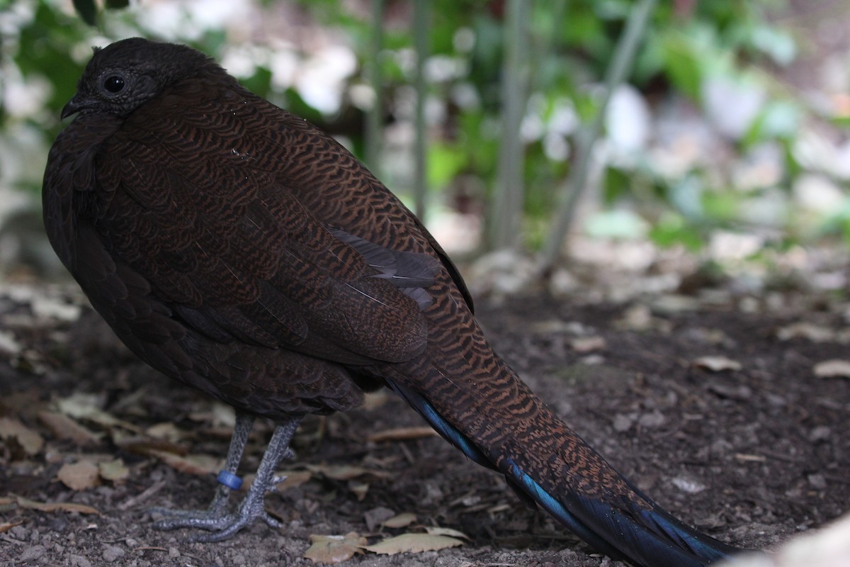 Bronze-tailed Peacock-Pheasant - Tomasz Doroń