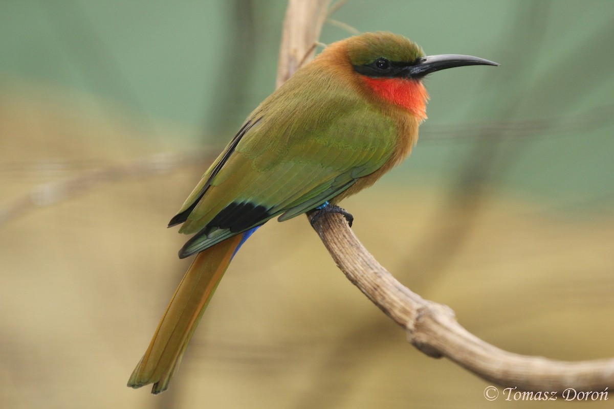 Red-throated Bee-eater - Tomasz Doroń