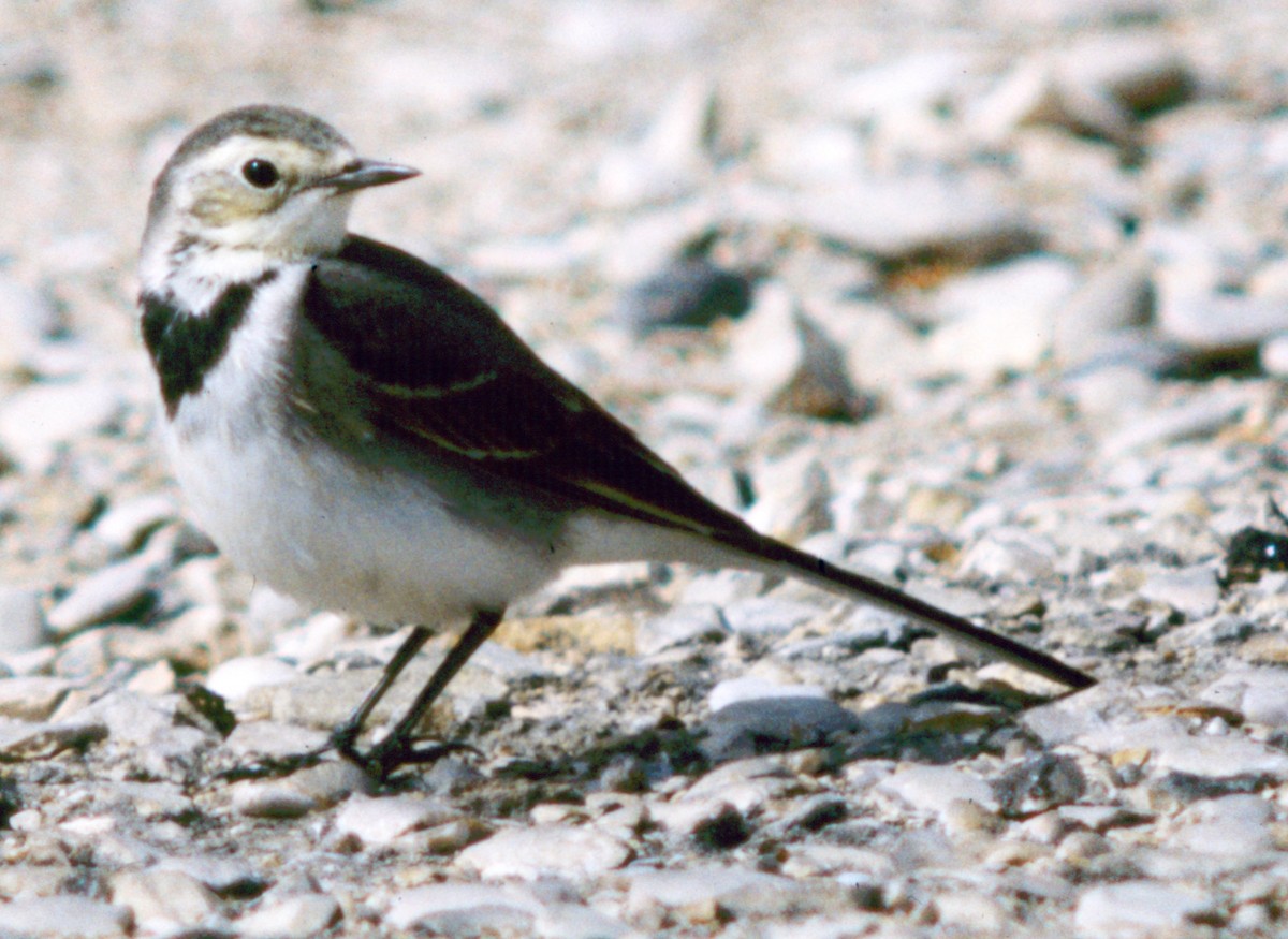 White Wagtail (White-faced) - ML71296311
