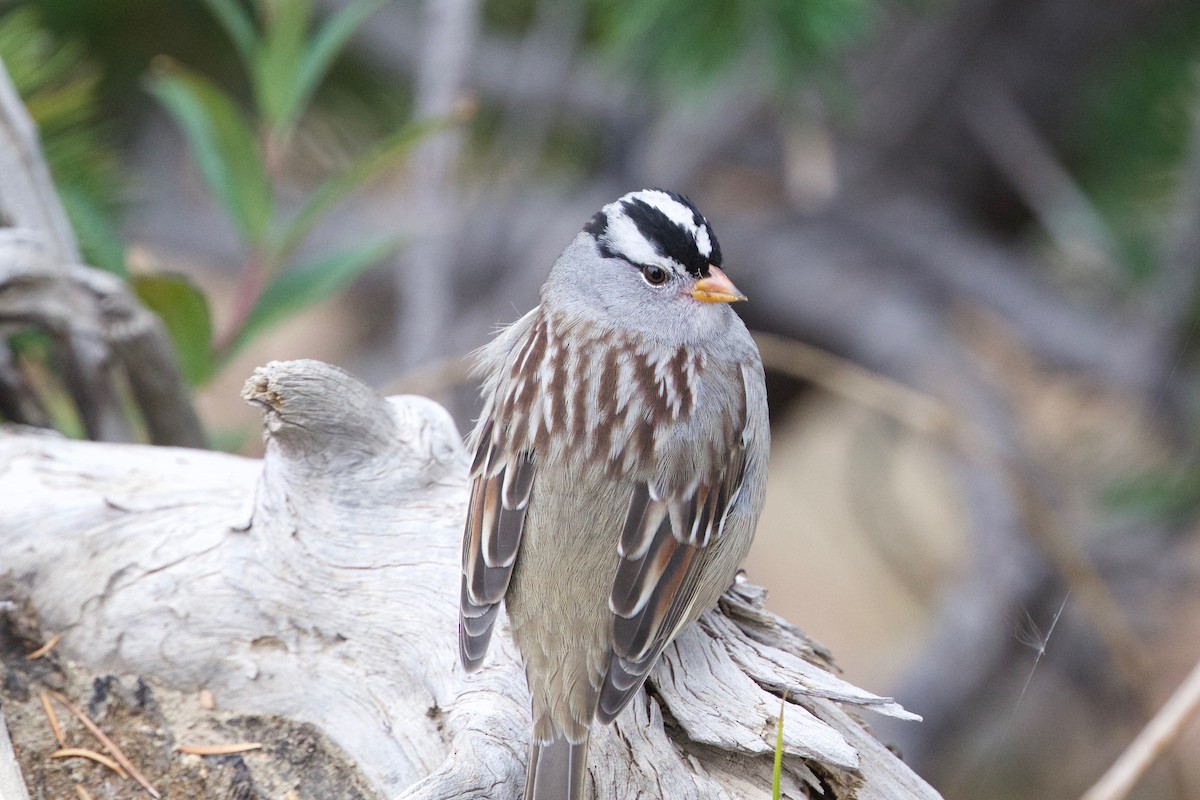 White-crowned Sparrow - ML71296711