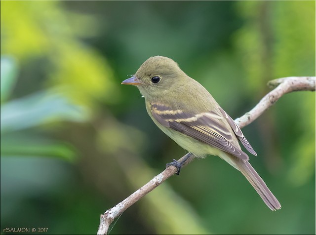 Acadian flycatcher on sale