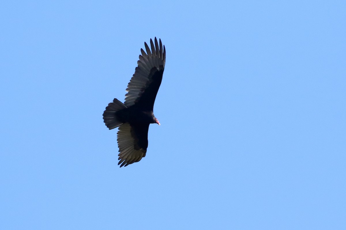 Turkey Vulture - Jeff Bryant