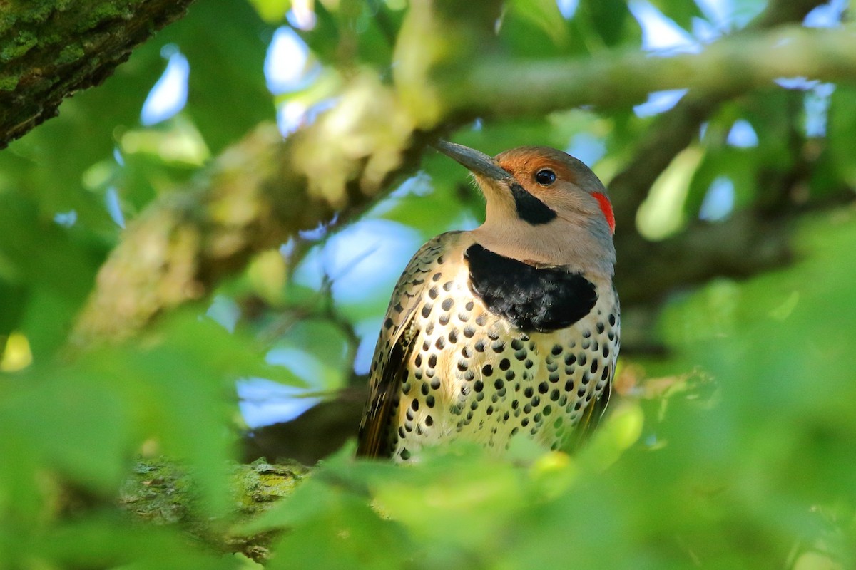 Northern Flicker (Yellow-shafted) - Jeff Bryant