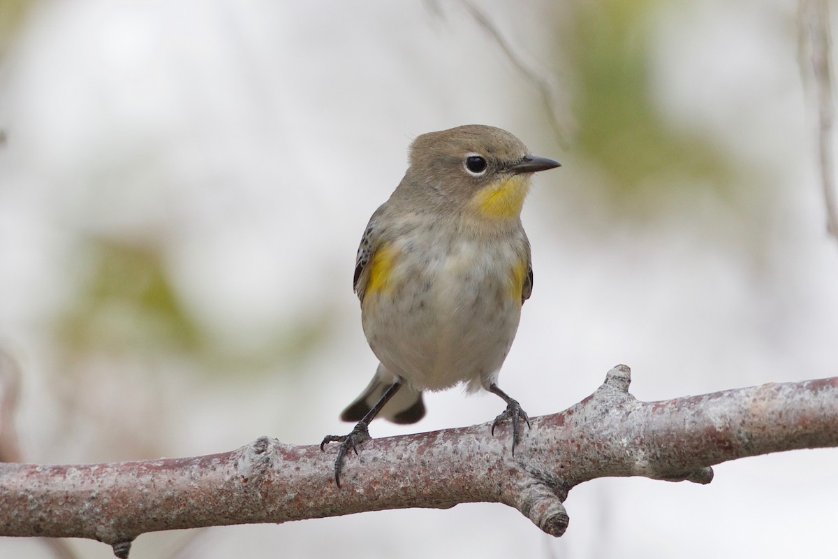 Yellow-rumped Warbler (Audubon's) - Cory Gregory