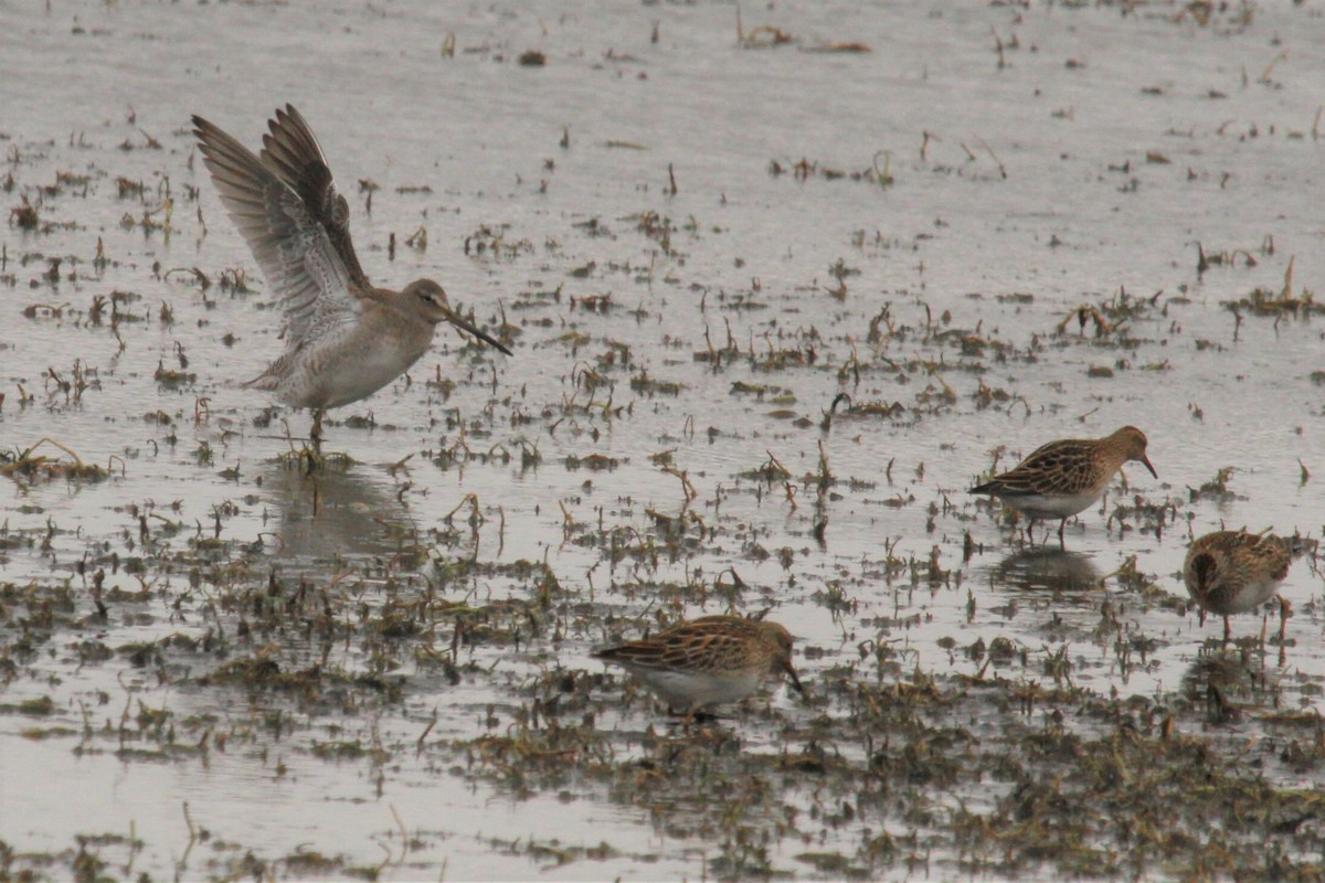 Long-billed Dowitcher - ML71298631
