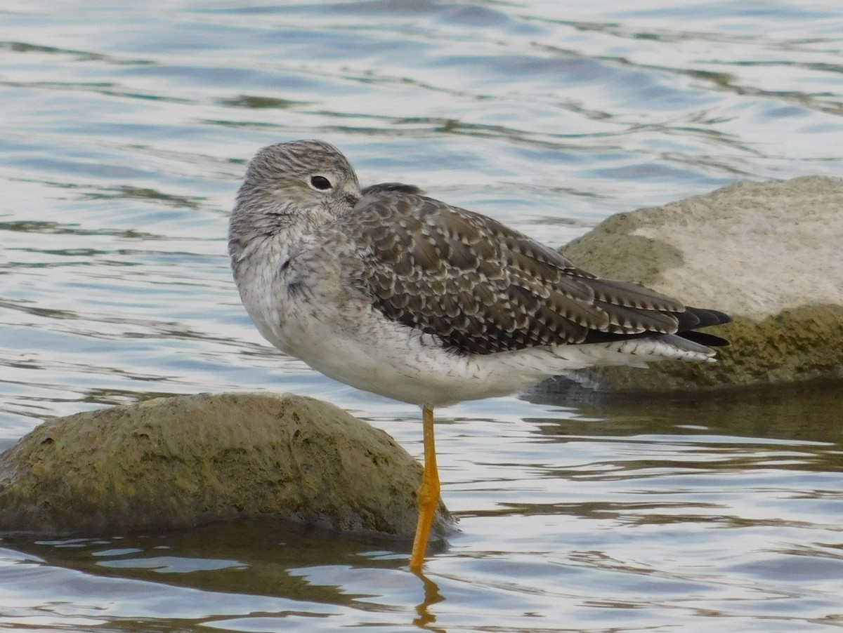 Greater Yellowlegs - Gail Fennell