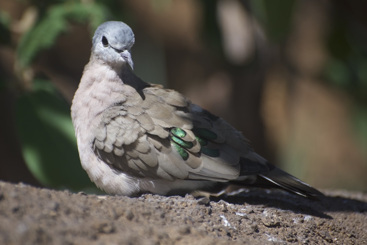 Emerald-spotted Wood-Dove - JONATHAN BEILBY