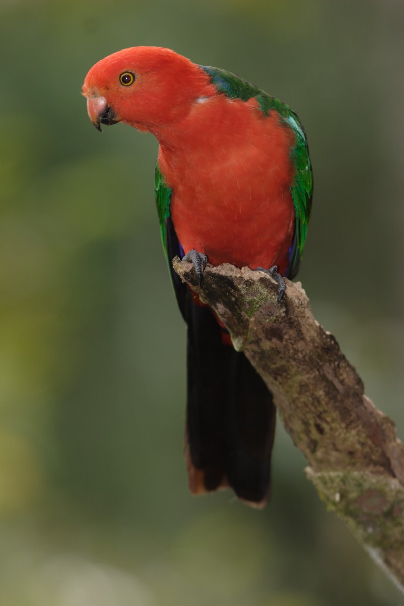 Australian King-Parrot - Keith & Lindsay Fisher