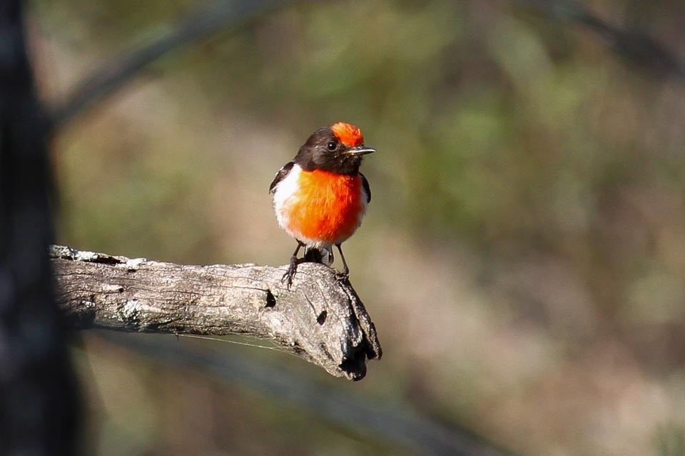 Red-capped Robin - James Kennerley