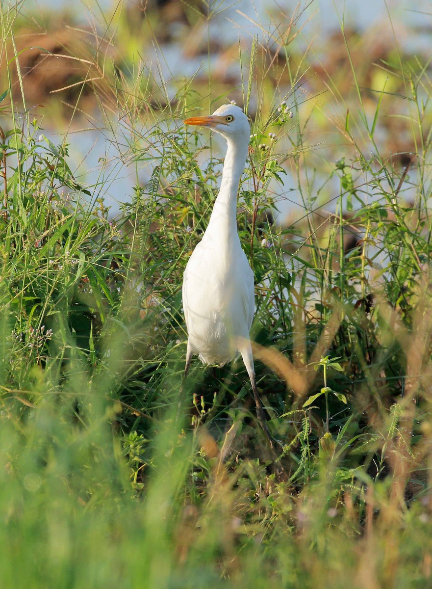 Eastern Cattle Egret - Neoh Hor Kee