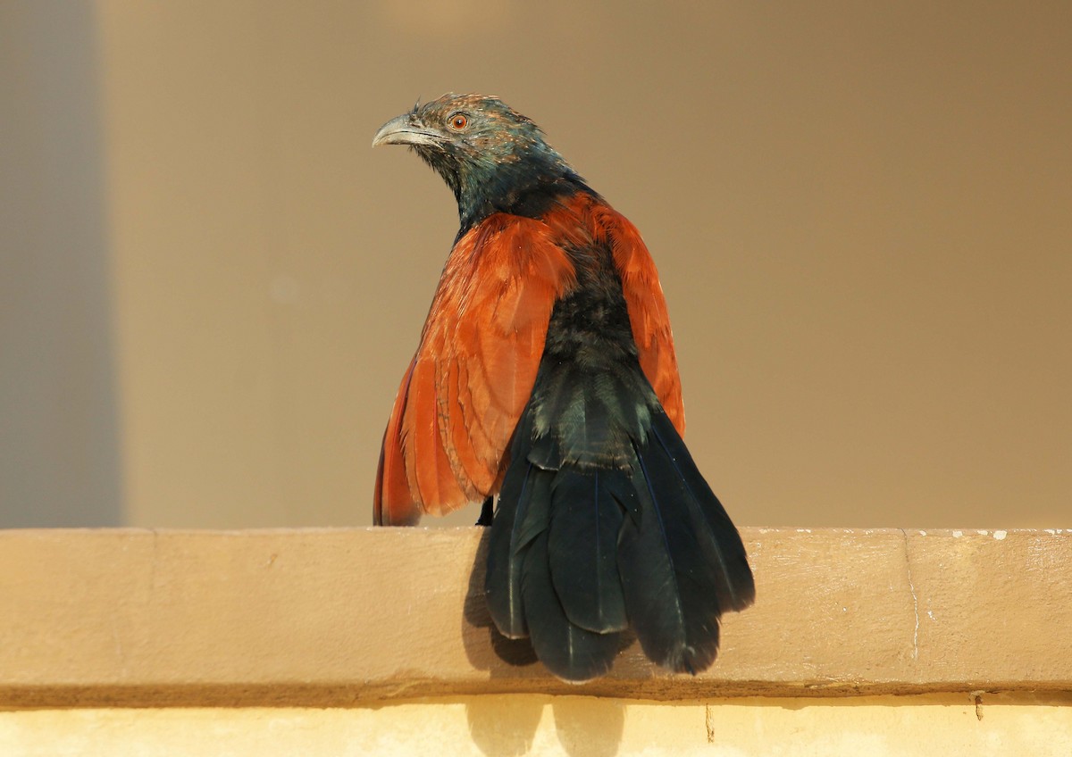 Greater Coucal - ML71306211