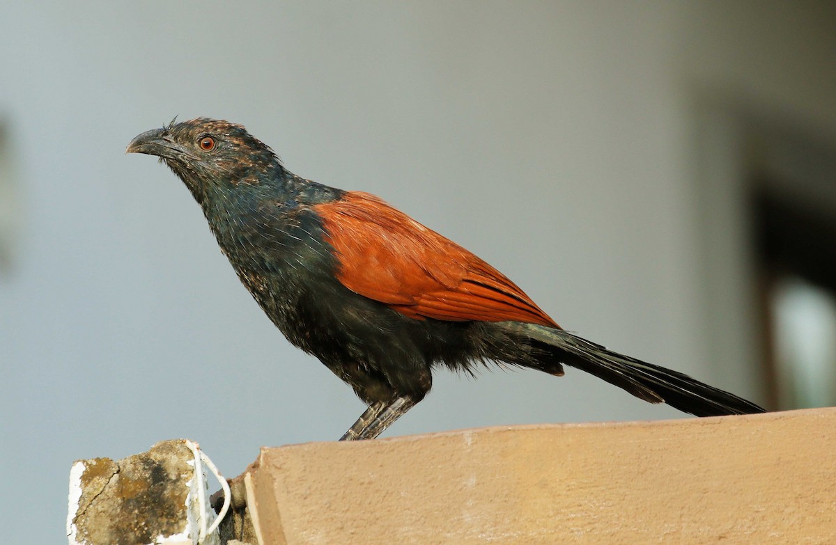 Greater Coucal - ML71306221