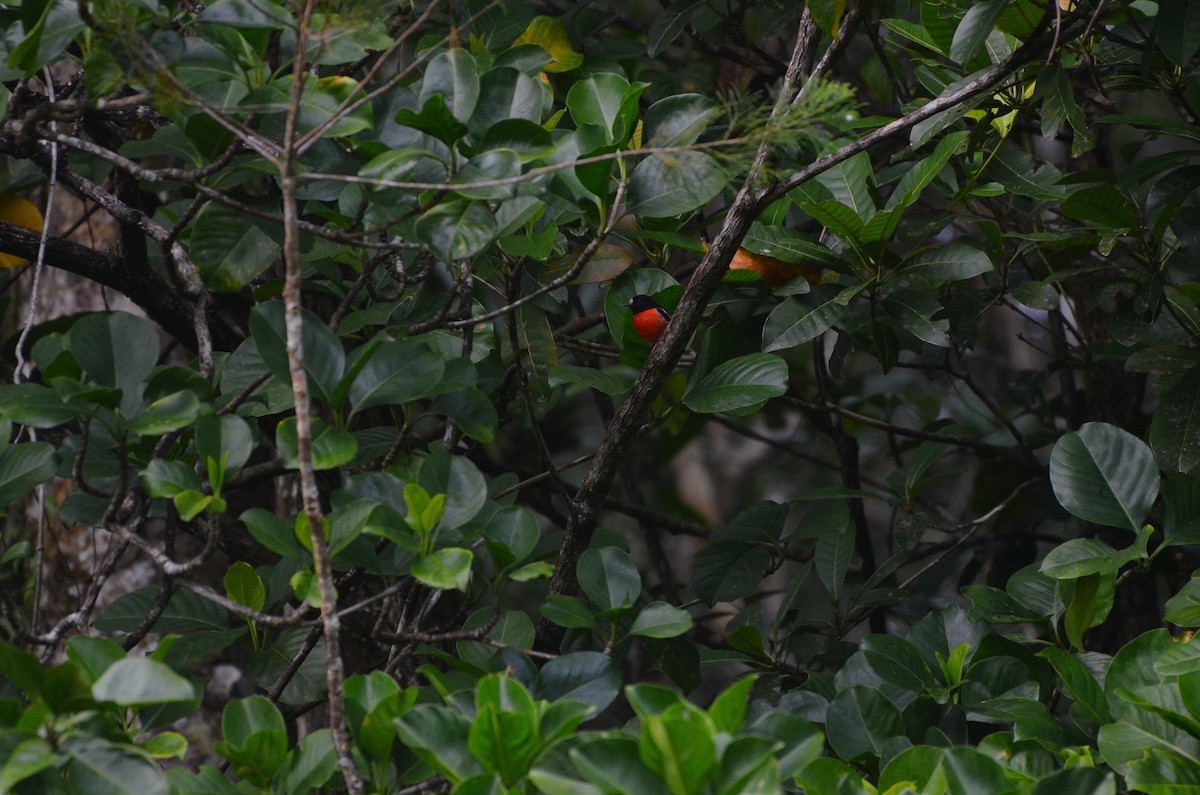 Pacific Robin (Vanuatu) - ML713079