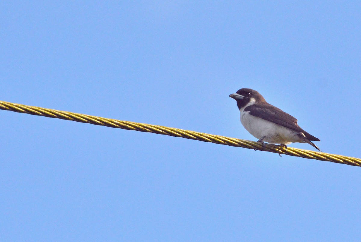 Fiji Woodswallow - ML713084