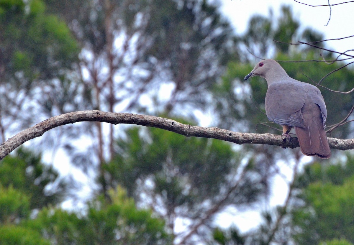 Peale's Imperial-Pigeon - Tom Martin