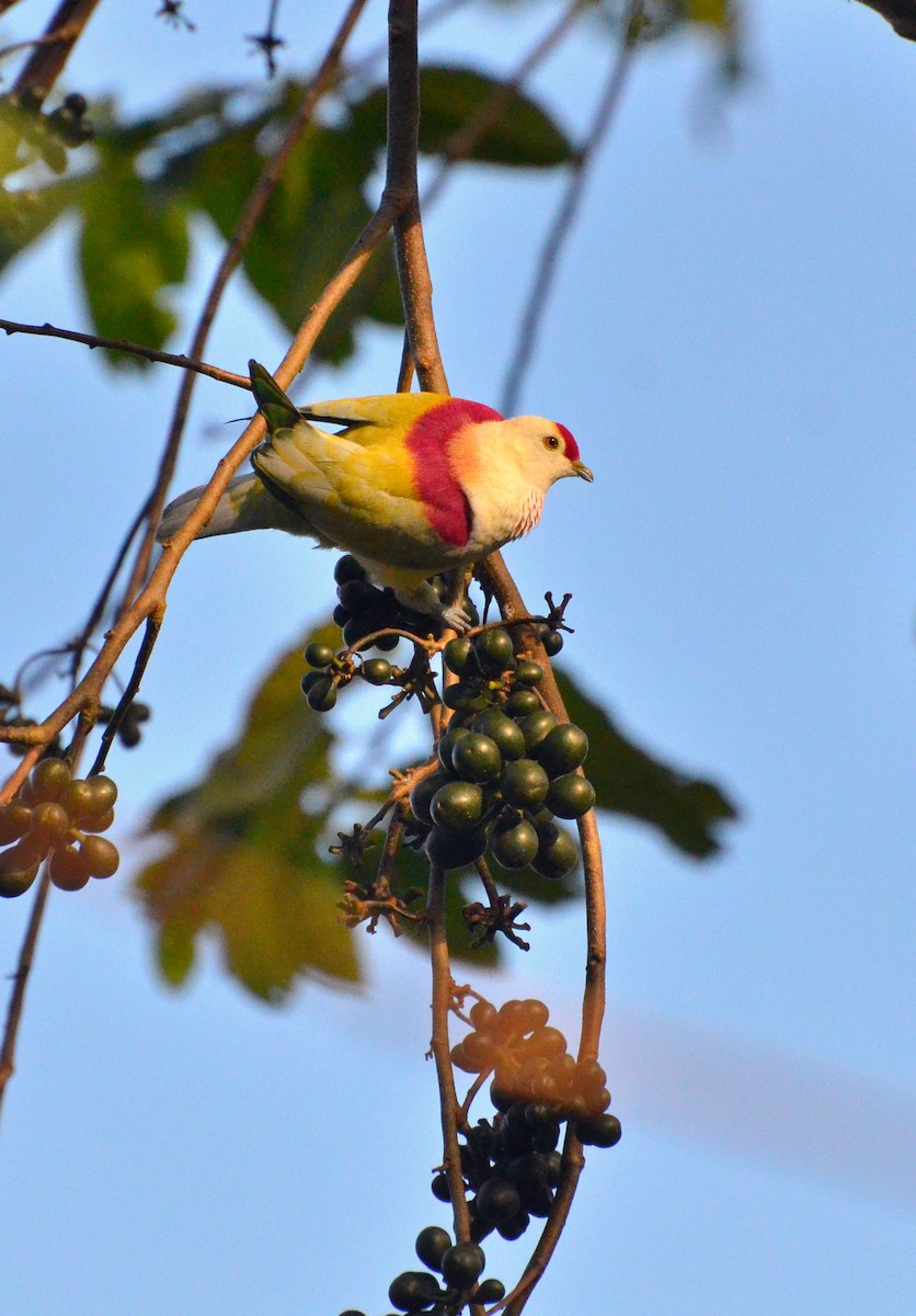 Many-colored Fruit-Dove - Tom Martin