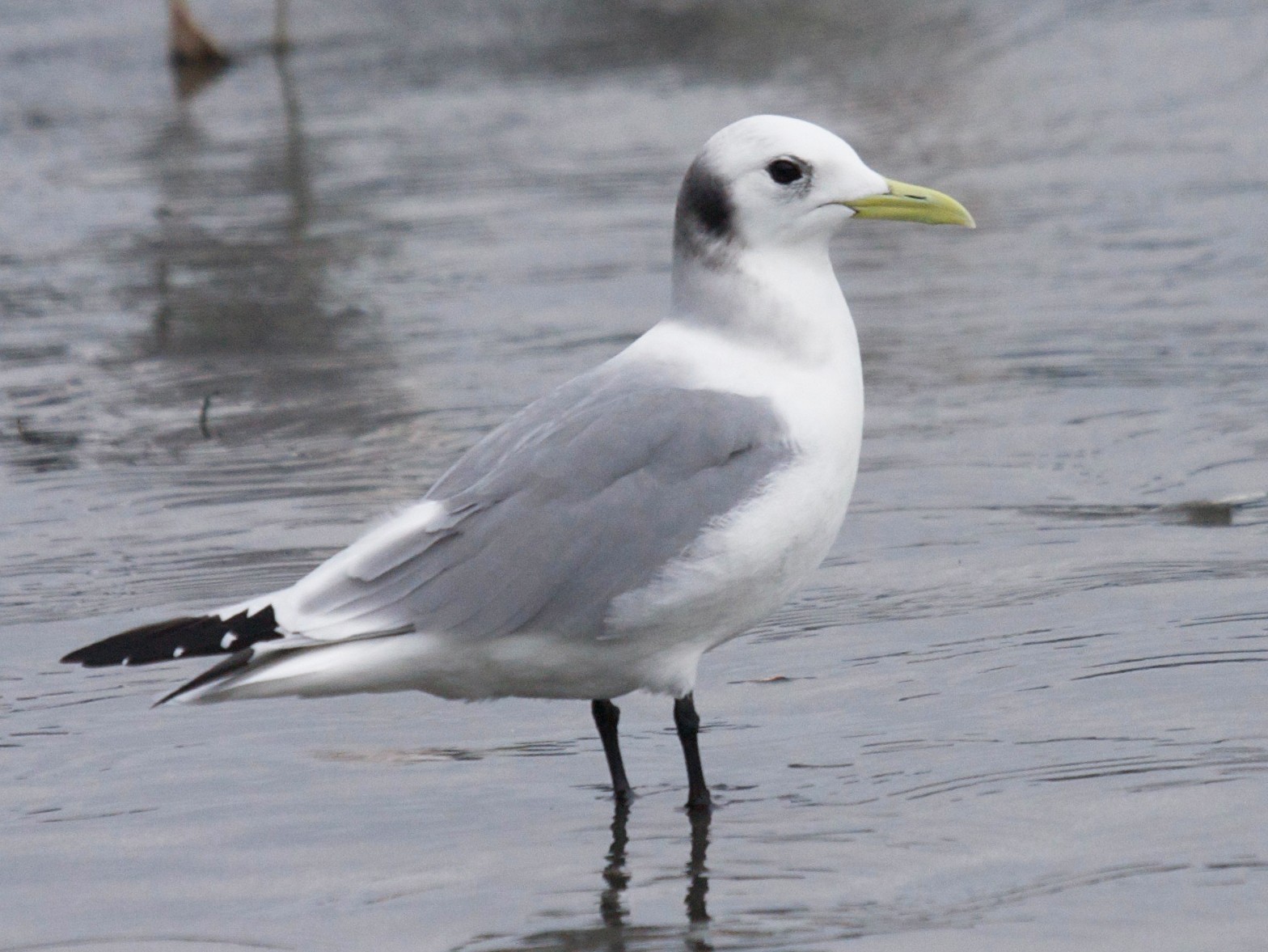 Black-legged Kittiwake - Matt Brady