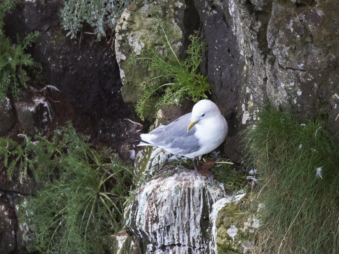 Black-legged Kittiwake - Nick Dorian