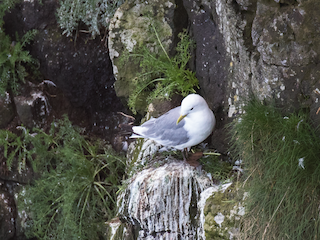  - Black-legged Kittiwake
