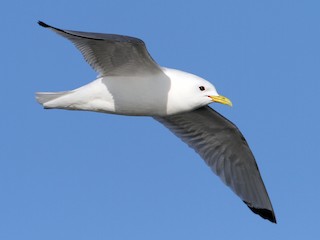  - Black-legged Kittiwake (tridactyla)