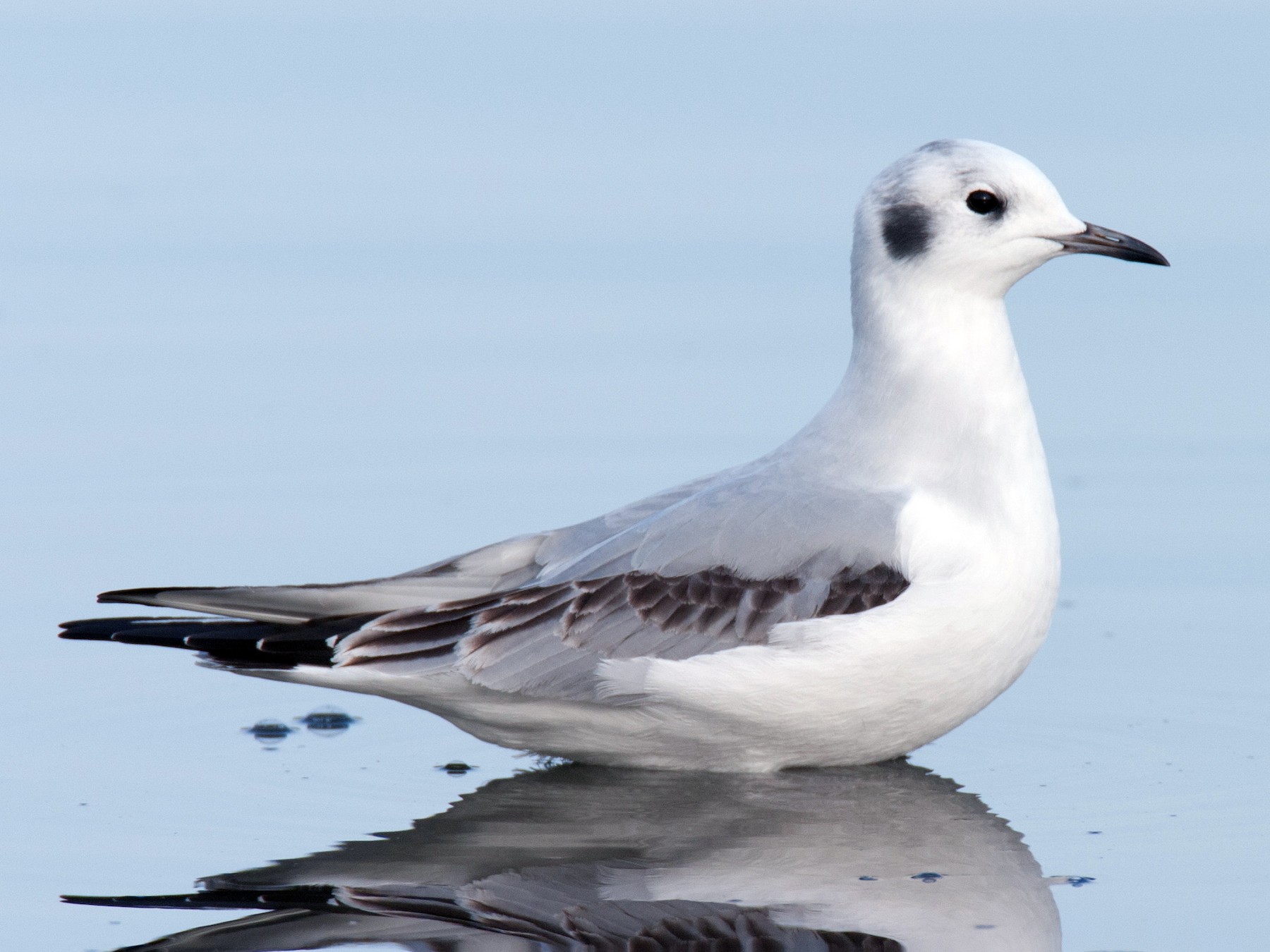 Bonaparte's Gull - Brandon Holden