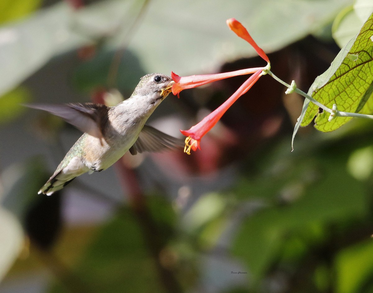 Ruby-throated Hummingbird - ML71311711