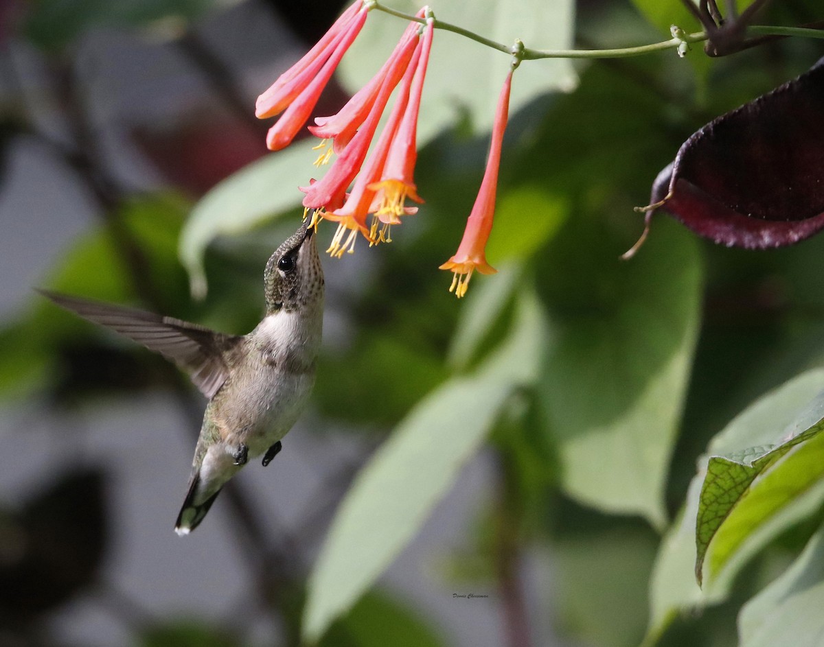 Ruby-throated Hummingbird - ML71311721