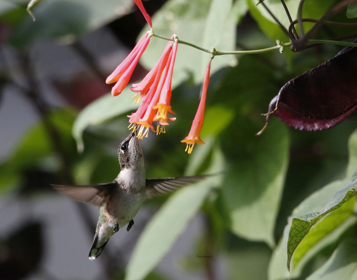 Ruby-throated Hummingbird - ML71311731