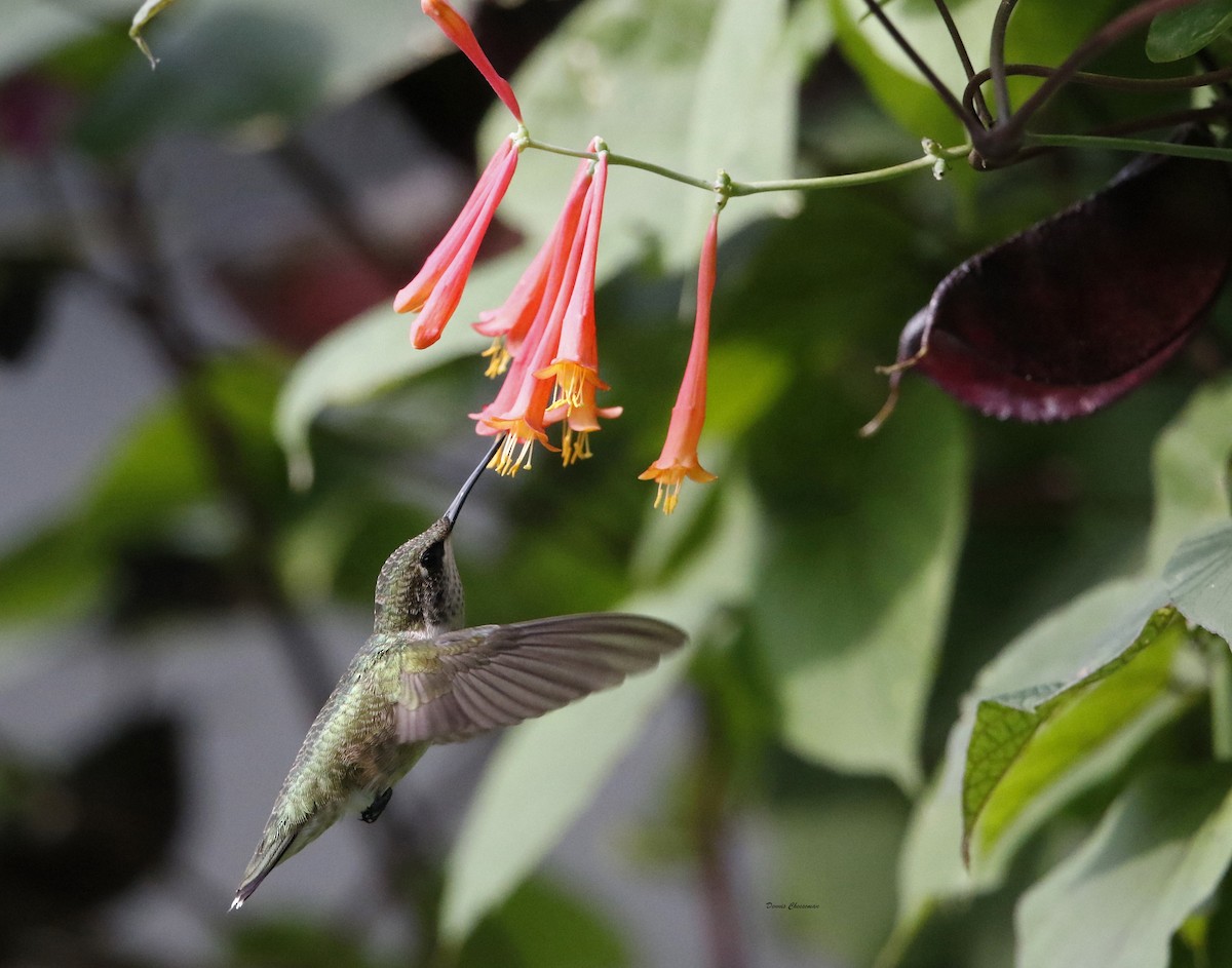 Ruby-throated Hummingbird - Dennis Cheeseman