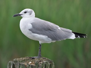  - Laughing Gull