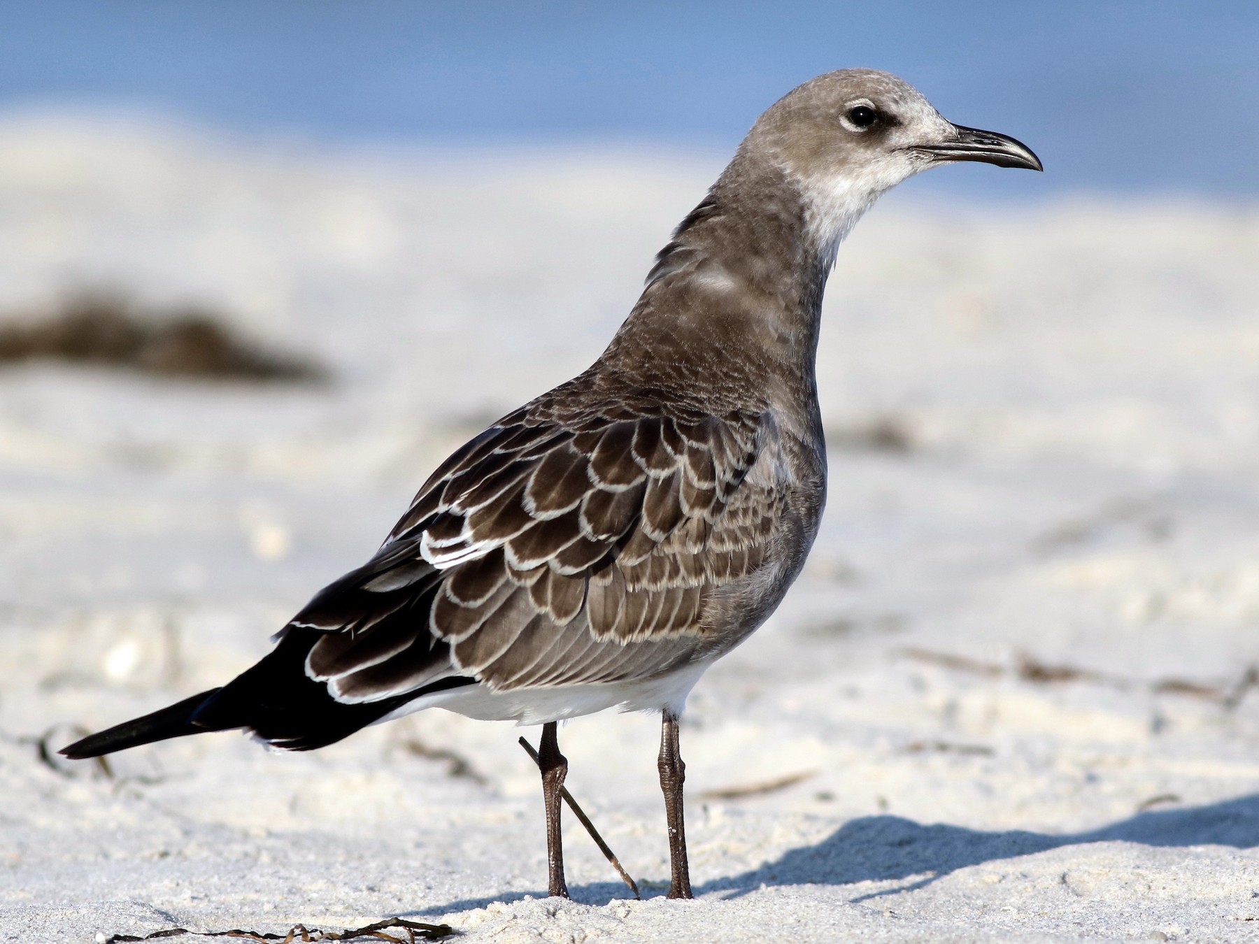 Laughing Gull - Max McCarthy