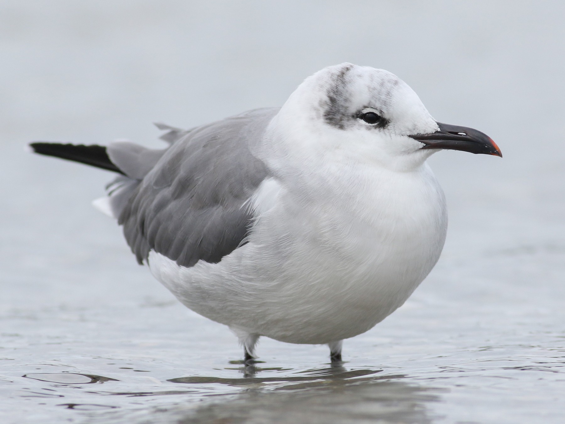 Laughing Gull - Jonathan Eckerson