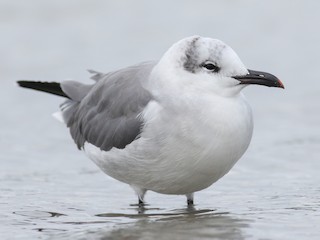  - Laughing Gull