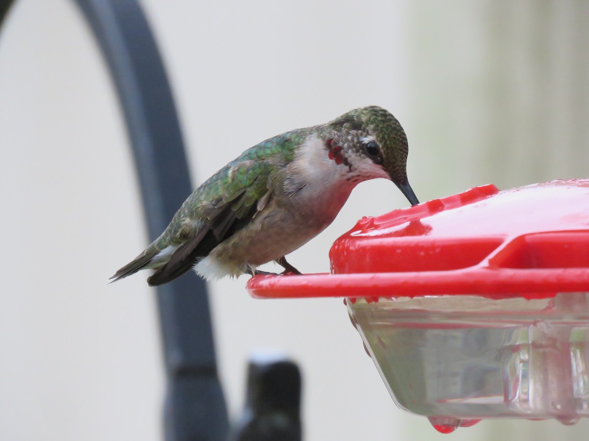 Ruby-throated Hummingbird - ML71312601