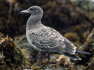 クロカモメ様 確認 オグロカモメ - eBird