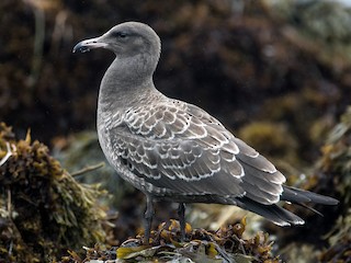 Juvenile - Blake Matheson - ML71312821