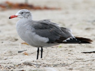 オグロカモメ - eBird
