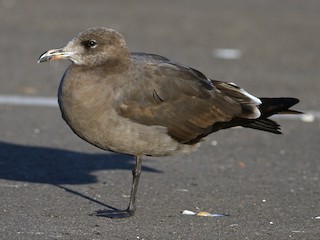 クロカモメ様 確認 オグロカモメ - eBird