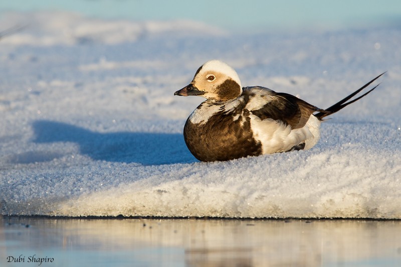 Long-tailed Duck - ML713131