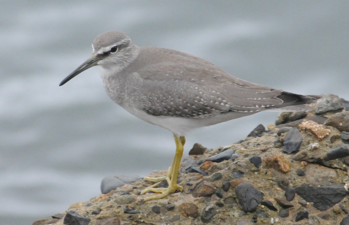 Gray-tailed Tattler - Clive Harris