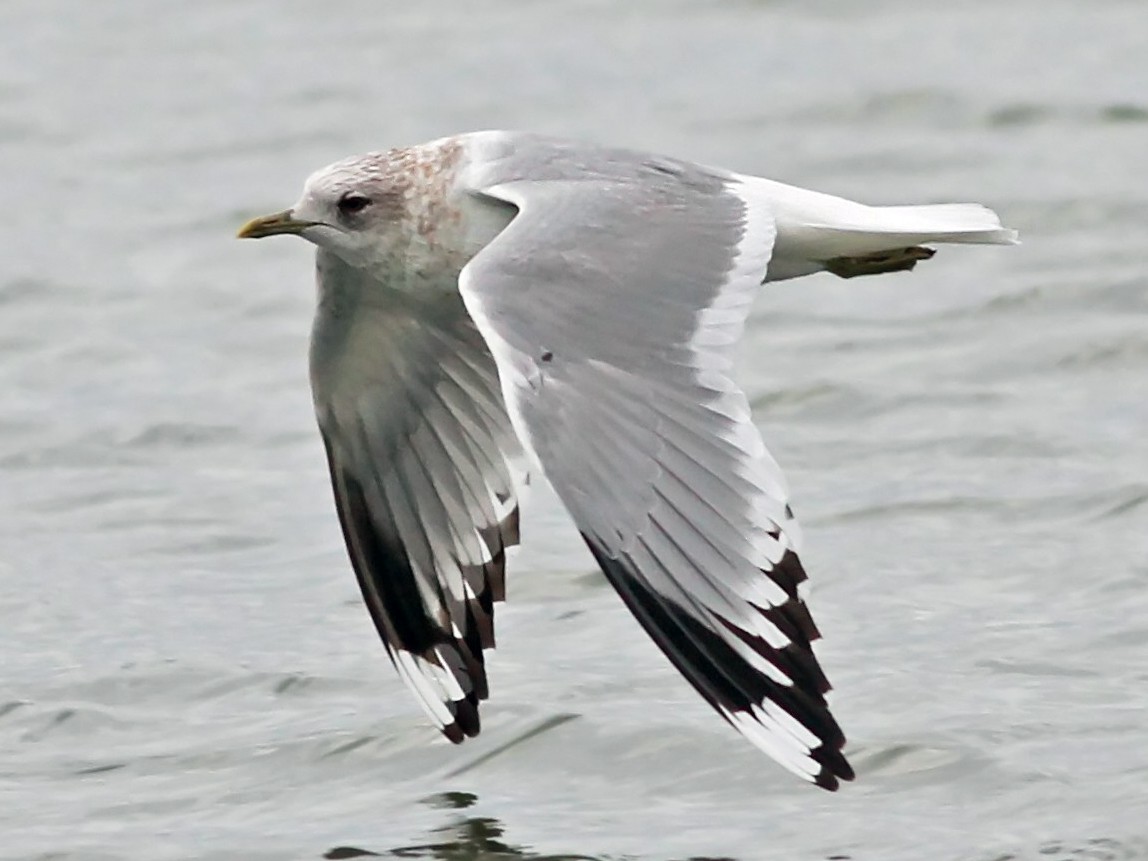 Short-billed Gull - Nick Bonomo