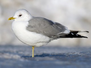 非繁殖期の成鳥 (European) - Alix d'Entremont - ML71314281