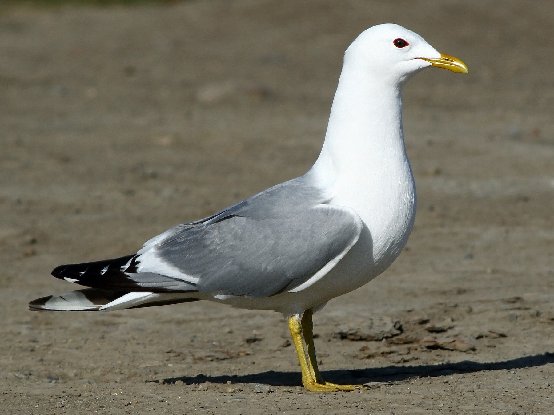 Short-billed Gull - Andrew Spencer