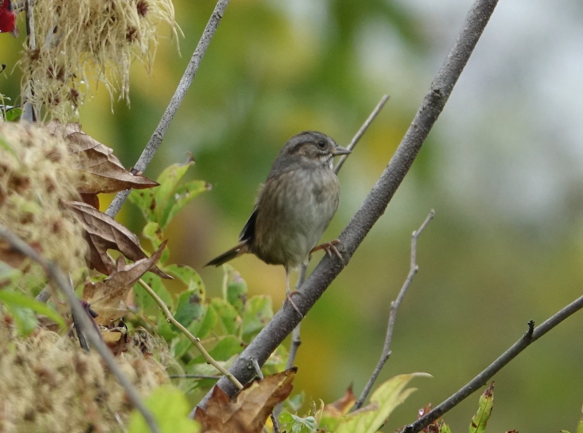 Swamp Sparrow - ML71314631