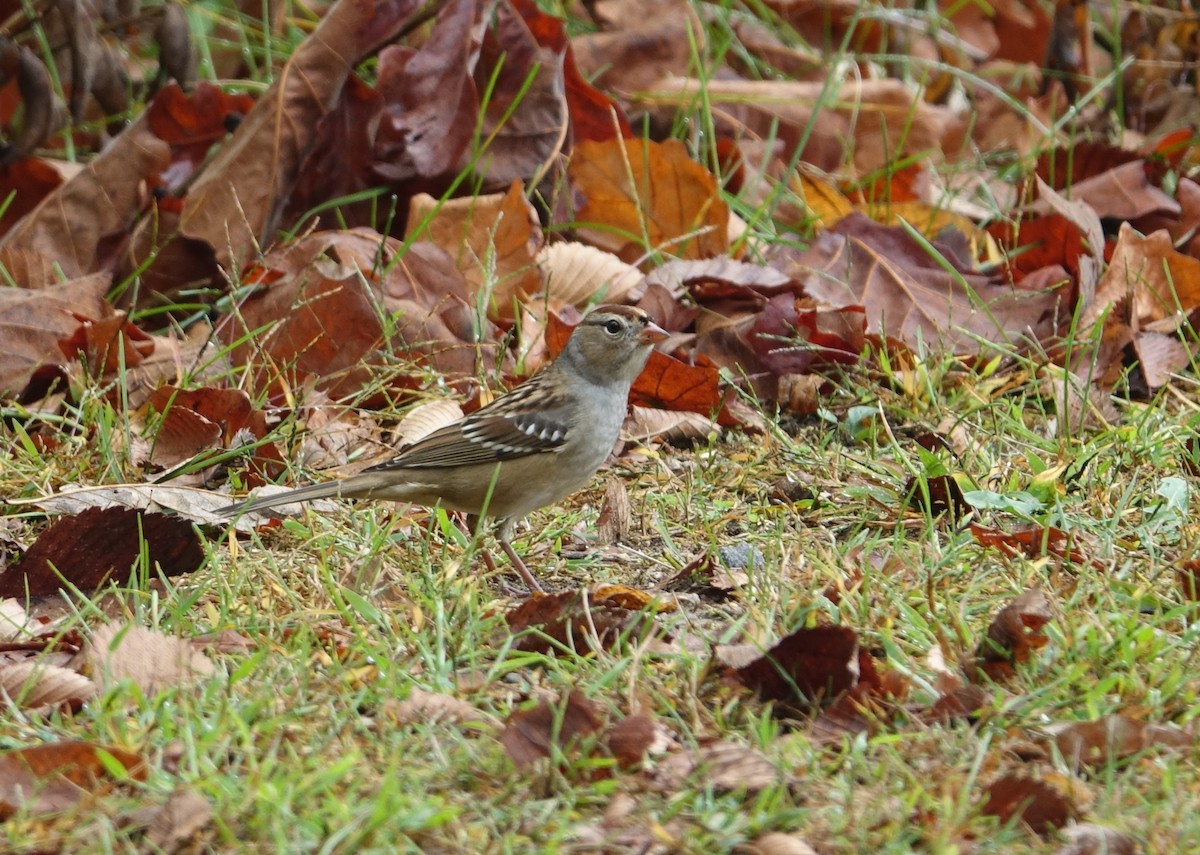 White-crowned Sparrow - ML71315031