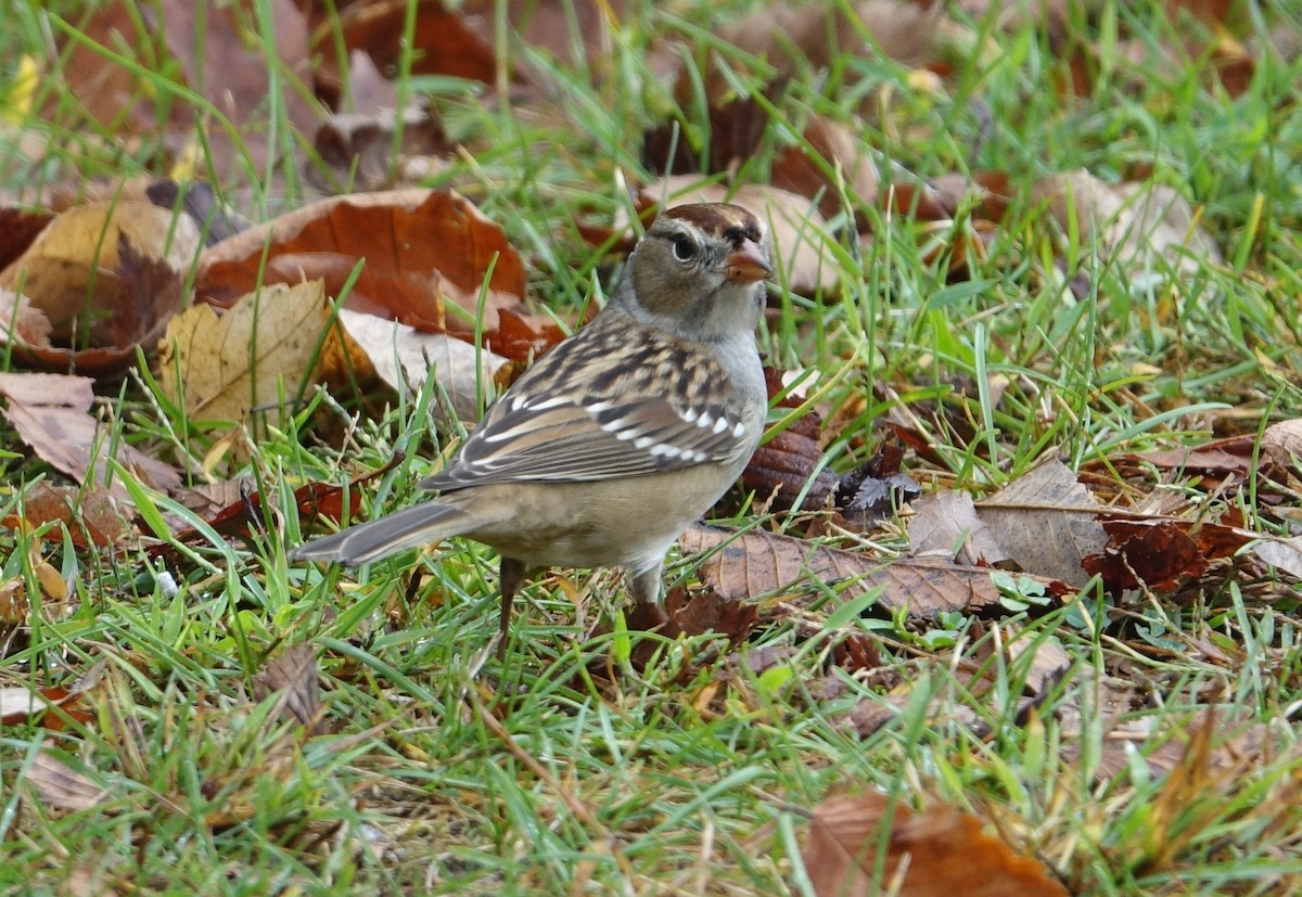 White-crowned Sparrow - Tom Schaefer