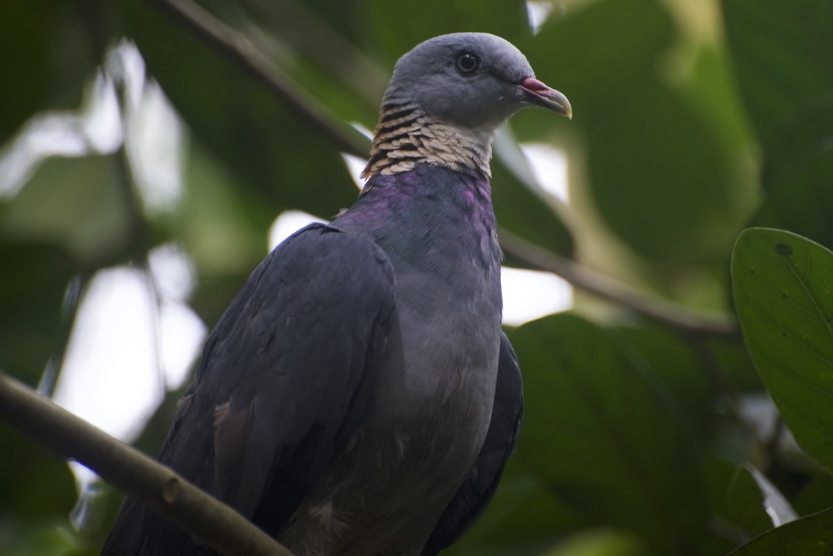 Ashy Wood-Pigeon - JONATHAN BEILBY