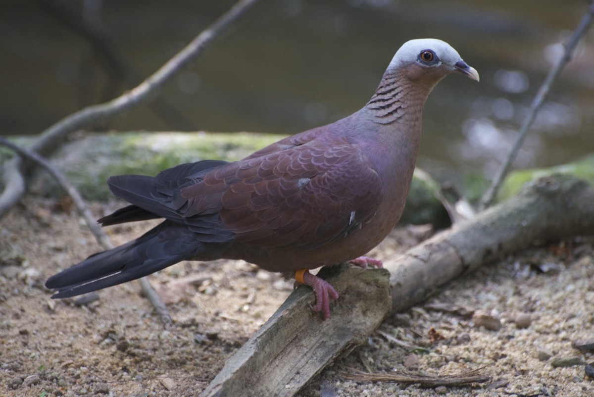 Pale-capped Pigeon - JONATHAN BEILBY